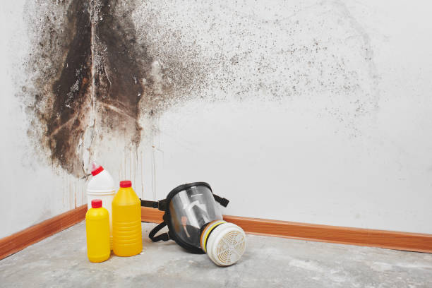 Best Crawl Space Mold Remediation in Marion, WI