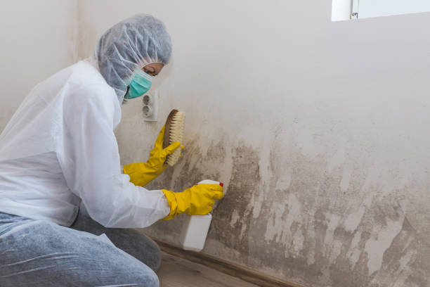 Best Black Mold Remediation in Marion, WI