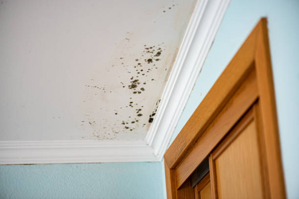 Best Preventive Mold Services in Marion, WI