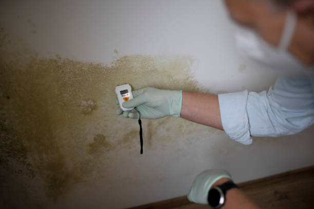 Best Health and Safety Mold Remediation in Marion, WI