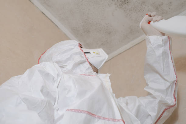 Best White Mold Remediation in Marion, WI