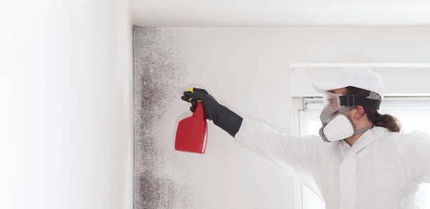 Best Post-Flood Mold Remediation in Marion, WI