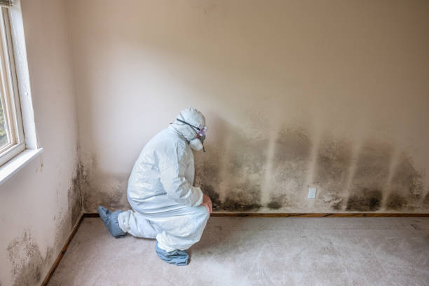 Best Residential Mold Remediation in Marion, WI