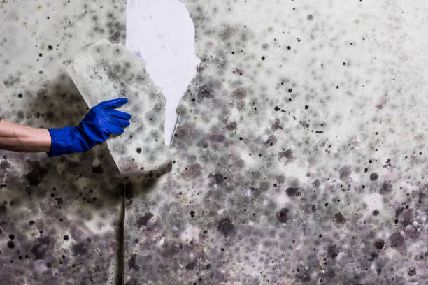  Marion, WI Mold Removal Pros