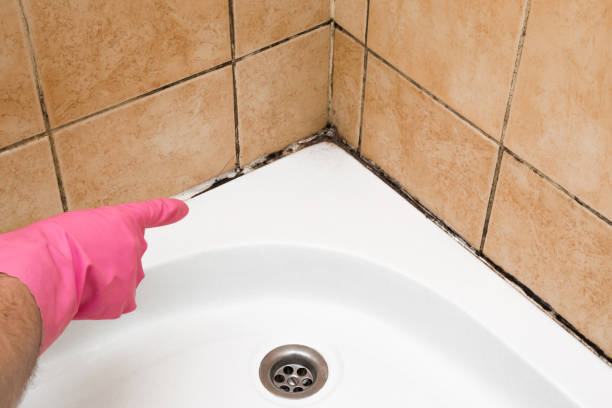 Best Residential Mold Remediation in Marion, WI